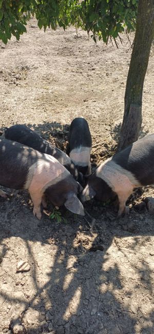 Bazna rasă pură  - imagine 2