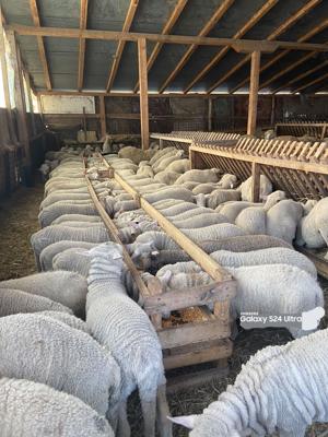 achiziti miei din toată România  - imagine 2