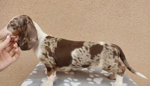 Pui din rasa teckel tekel techel piebald  - imagine 2