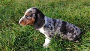 Pui din rasa teckel tekel techel piebald  - imagine 4