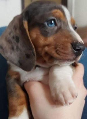 Pui din rasa teckel tekel techel piebald  - imagine 3