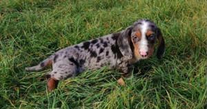 Pui din rasa teckel tekel techel piebald 