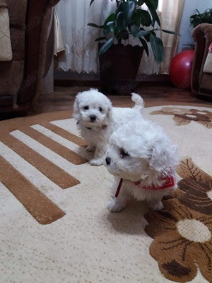 Bichon maltez mini toy  - imagine 2