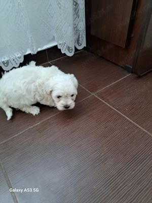 Vand căței Bichon Maltez - imagine 5