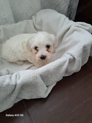 Vand căței Bichon Maltez - imagine 6