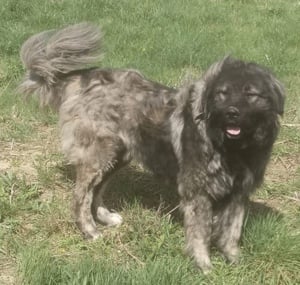 Ciobănesc Caucazian 