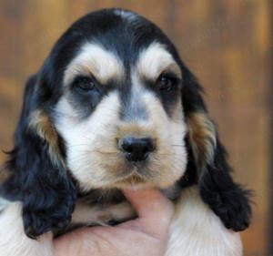 Pui de cocker coker spaniol spaniel tricolor, orange roan liver roan and tan - imagine 6