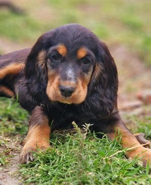 Pui de cocker coker spaniol spaniel tricolor, orange roan liver roan and tan - imagine 8