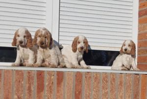 Pui de cocker coker spaniol spaniel tricolor, orange roan liver roan and tan - imagine 7