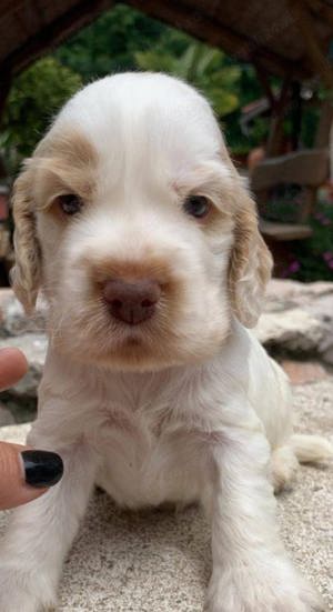 Pui de cocker coker spaniol spaniel tricolor, orange roan liver roan and tan - imagine 2