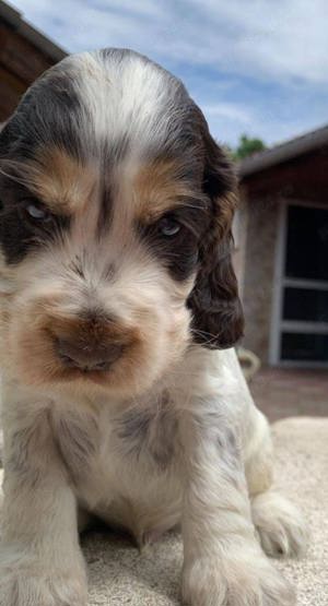 Pui de cocker coker spaniol spaniel tricolor, orange roan liver roan and tan - imagine 5