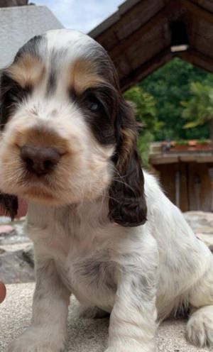 Pui de cocker coker spaniol spaniel tricolor, orange roan liver roan and tan - imagine 4