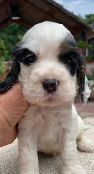 Pui de cocker coker spaniol spaniel tricolor, orange roan liver roan and tan - imagine 3