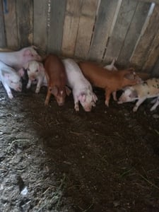 Vând 10 bucăți purcei 
