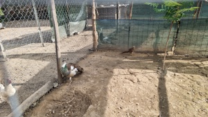 Vând pui de păun  - imagine 2