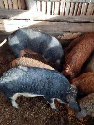 Vand porc mangalita pt sacrificat