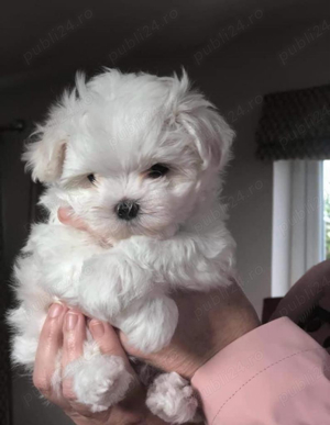 bichon maltez baietel