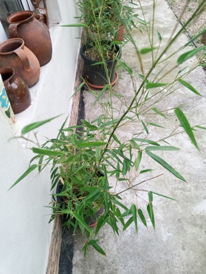 bambusi la ghiveci la 1.5m - imagine 2