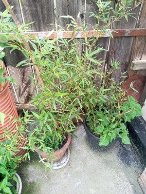 bambusi la ghiveci la 1.5m - imagine 3