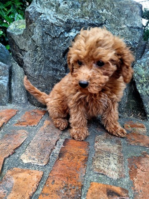 Pudel pitic - imagine 4