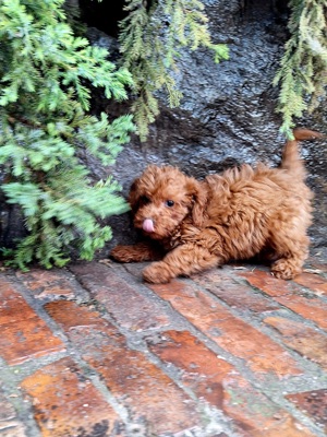 Pudel pitic - imagine 2