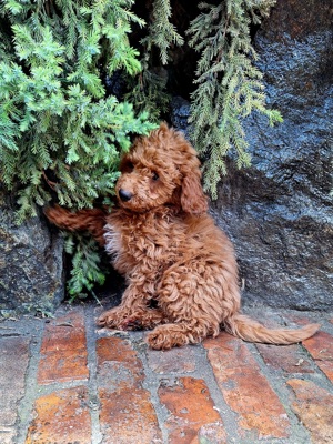 Pudel pitic - imagine 3