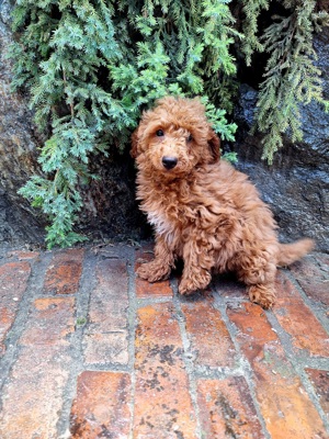 Pudel pitic - imagine 5