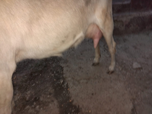 Capra Saanen | Iedute - imagine 2