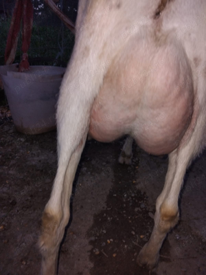 Capra Saanen | Iedute - imagine 3