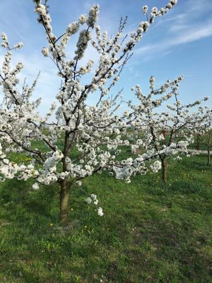 Pălincă naturala din prune de 50   - imagine 5