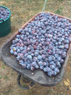 Pălincă naturala din prune de 50   - imagine 4