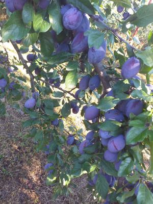 Pălincă naturala din prune de 50   - imagine 6