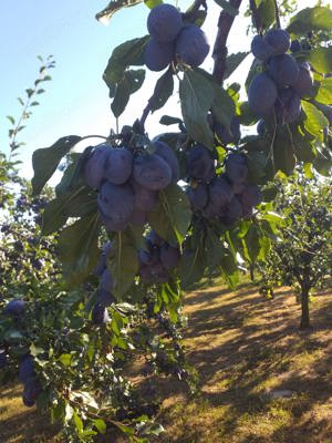 Pălincă naturala din prune de 50   - imagine 8