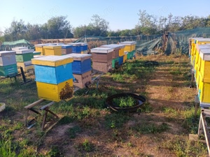 Lichideze stupina - imagine 3