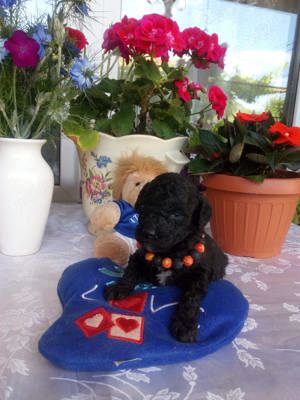 Caniche toy negru cu certifiat pedigree - imagine 4