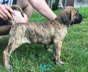 Pui Presa Canario Giurgiu cu acte