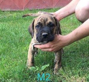 Pui Presa Canario Giurgiu cu acte - imagine 4