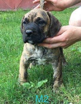 Pui Presa Canario Giurgiu cu acte - imagine 2