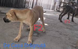 Adulti juniori Dogo canario presa cu pedigree Giurgiu Canisa - imagine 5