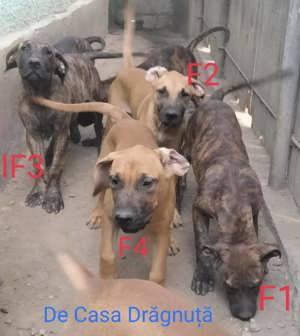 Adulti juniori Dogo canario presa cu pedigree Giurgiu Canisa