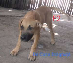 Adulti juniori Dogo canario presa cu pedigree Giurgiu Canisa - imagine 3