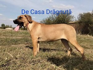 Adulti juniori Dogo canario presa cu pedigree Giurgiu Canisa - imagine 4