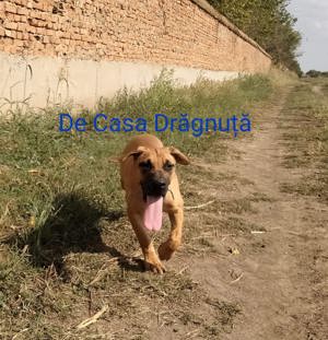 Adulti juniori Dogo canario presa cu pedigree Giurgiu Canisa - imagine 2