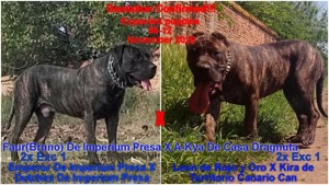 Adulti juniori Dogo canario presa cu pedigree Giurgiu Canisa - imagine 6