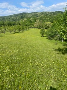 Teren de vânzare-zona Schiulesti Prahova - imagine 5