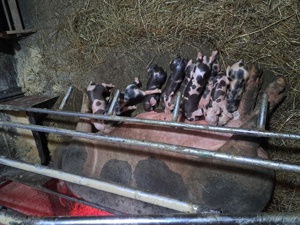 purcei rasa pietrain belgian pur 