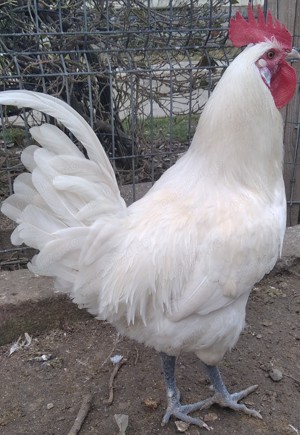 10 puisori La Bresse - imagine 3