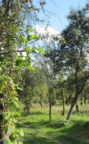 Vand teren intravilan si casa in orasul Baia de Arama - imagine 2