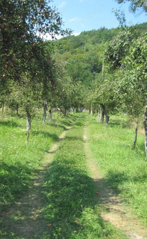 Vand teren intravilan si casa in orasul Baia de Arama - imagine 7