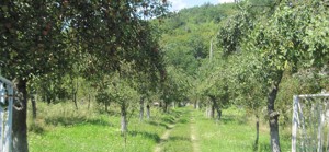 Vand teren intravilan si casa in orasul Baia de Arama - imagine 6